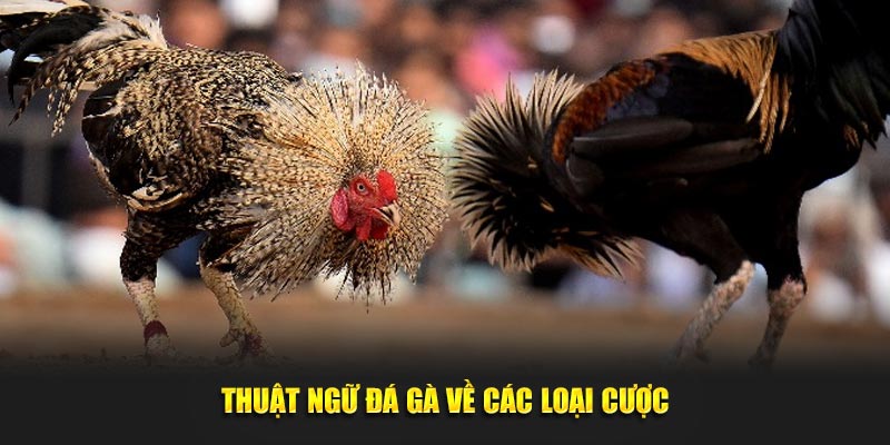 Thuật ngữ đá gà liên quan đến các loại cược